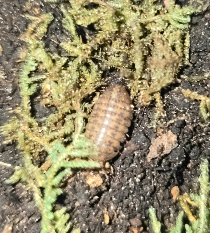 A tan-brown Cannonball isopod with faint darker mottling on dark soil among green moss and dried leaf fragments.