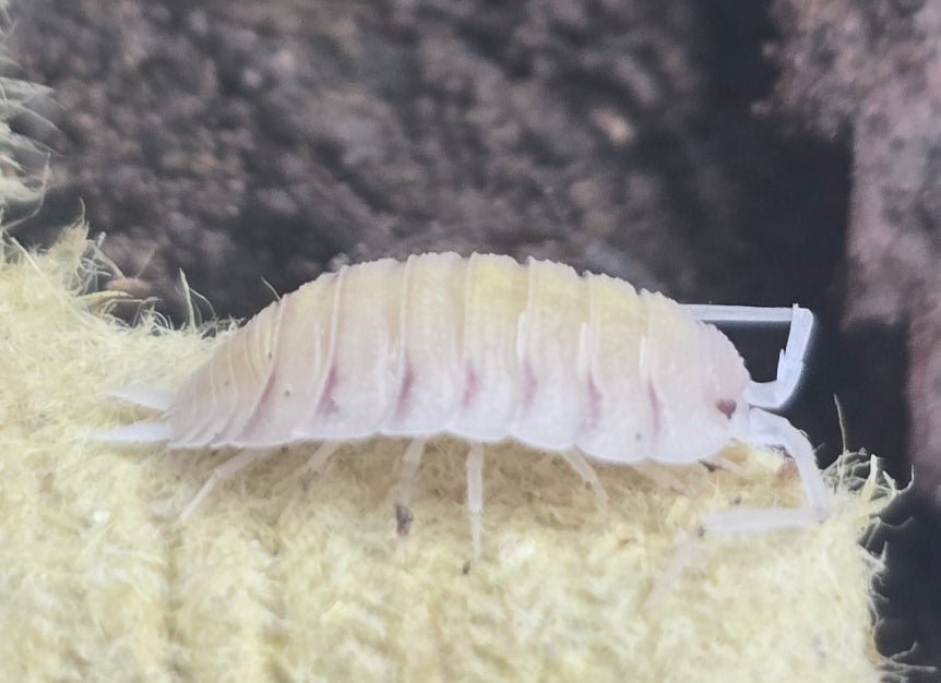 isopod uk