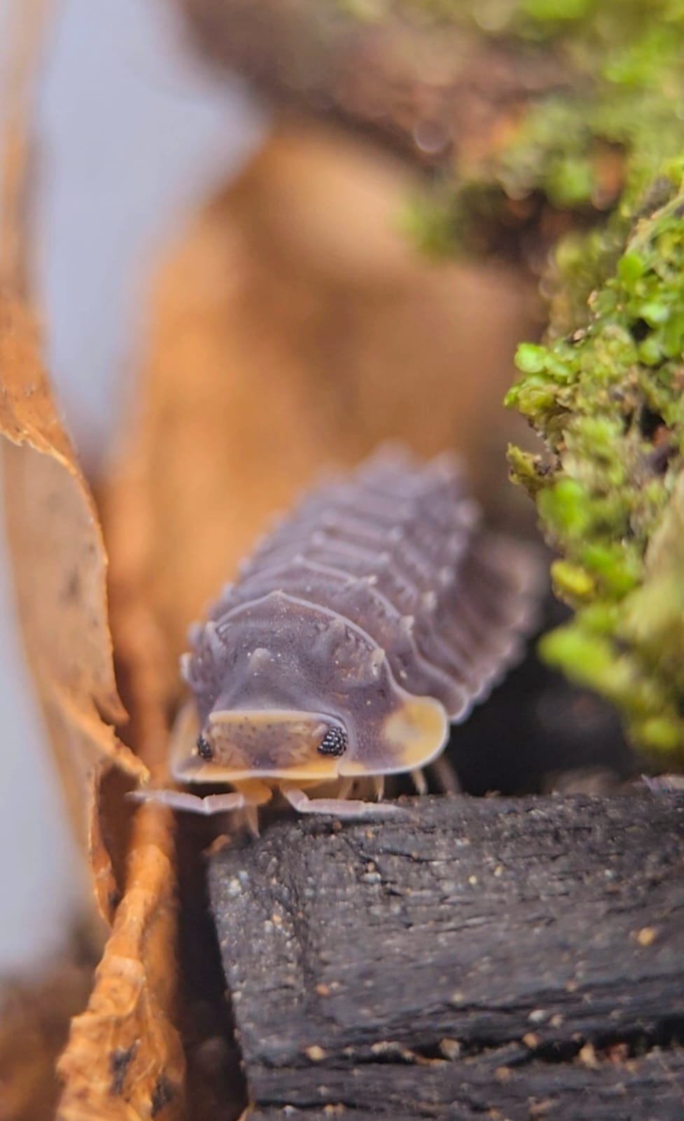 Isopoda sp. Shiny gator Isopods