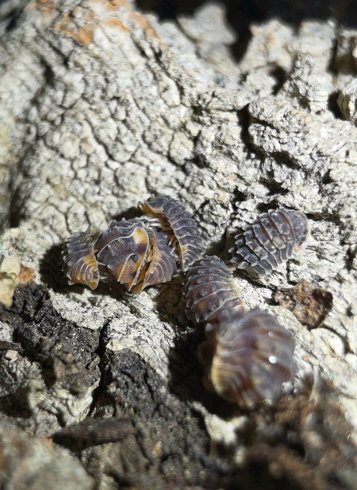 Isopoda sp. Shiny gator Isopods
