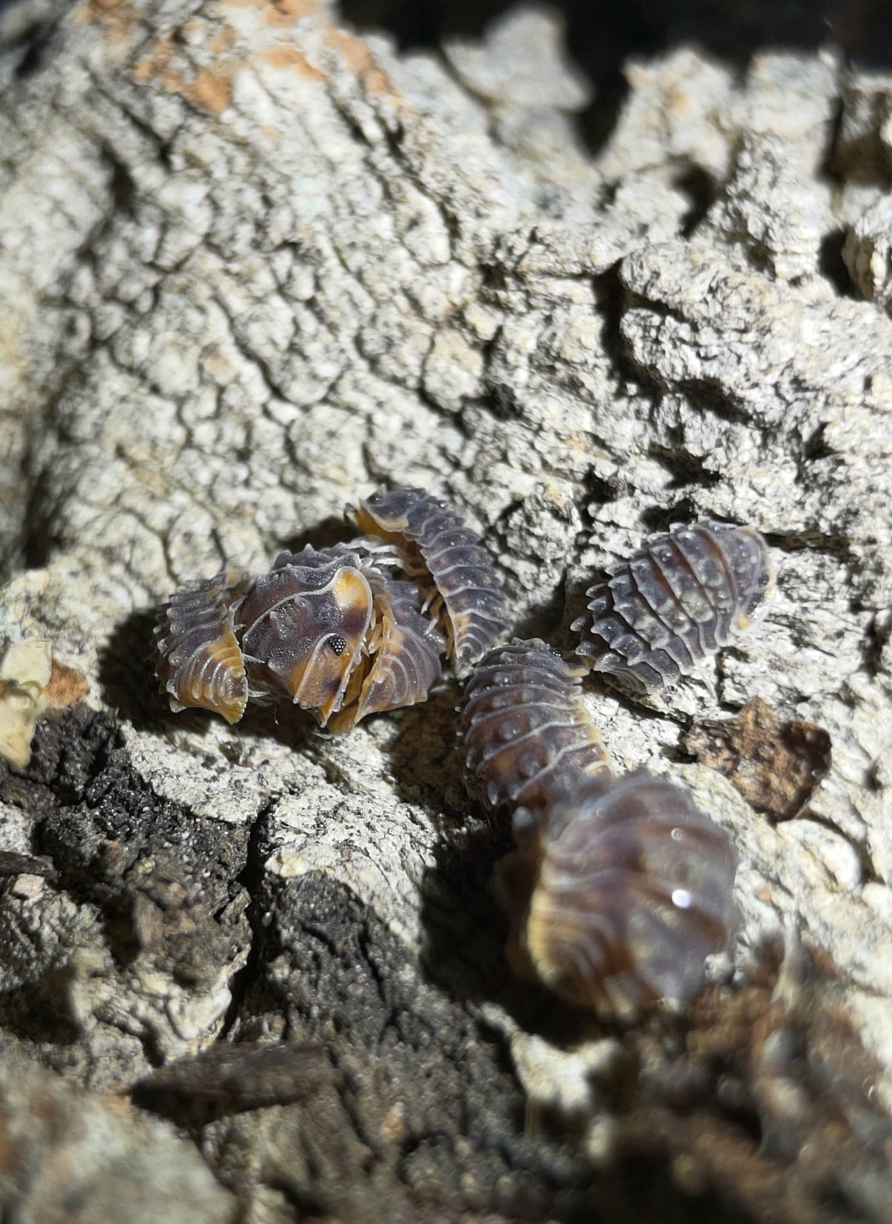 Isopoda sp. Shiny gator Isopods