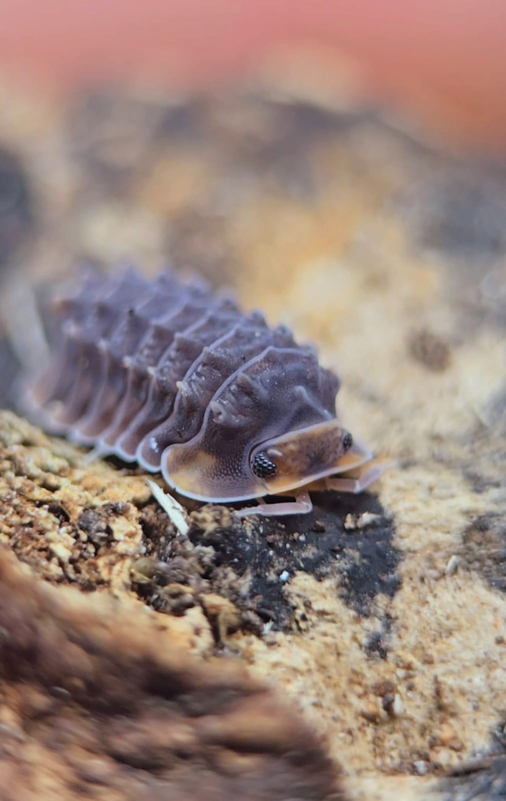 Isopoda sp. Shiny gator Isopods