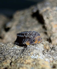 Isopoda sp. Shiny gator Isopods