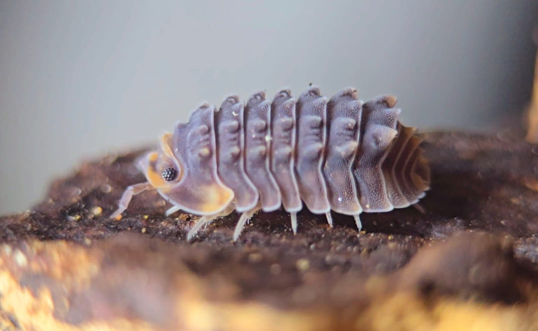 Isopoda sp. Shiny gator Isopods