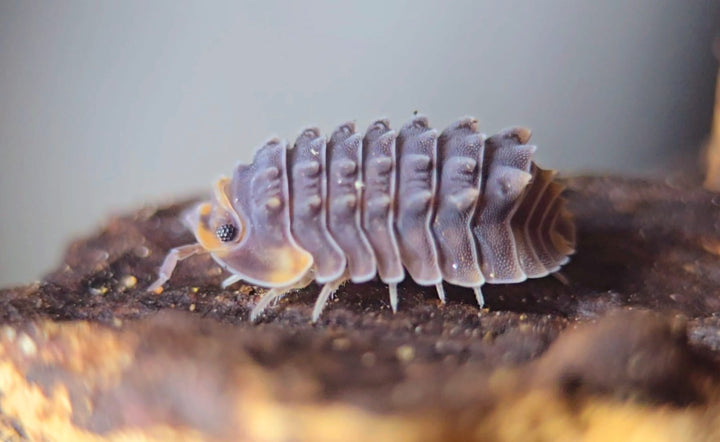 Isopoda sp. Shiny gator Isopods - Isopods For Sale UK | PostPods