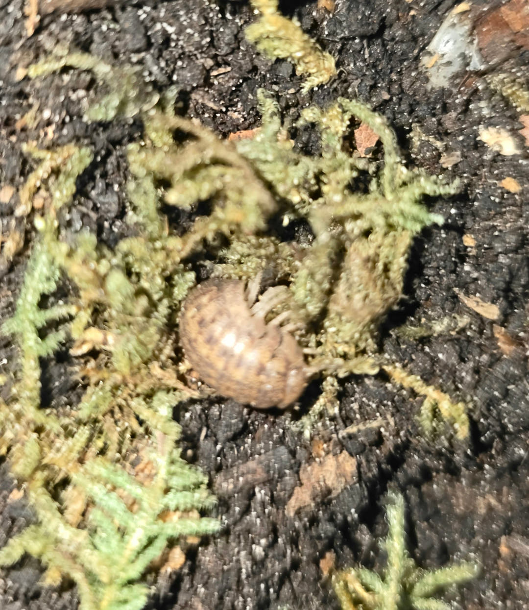 A rounded brown Cannonball isopod among strands of pale green moss on dark bark.