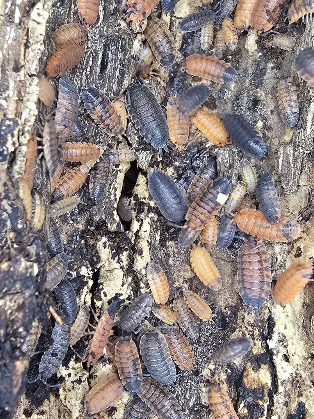 Many Lava isopods crowded over dark bark, some orange backed and some grey, at a range of sizes.