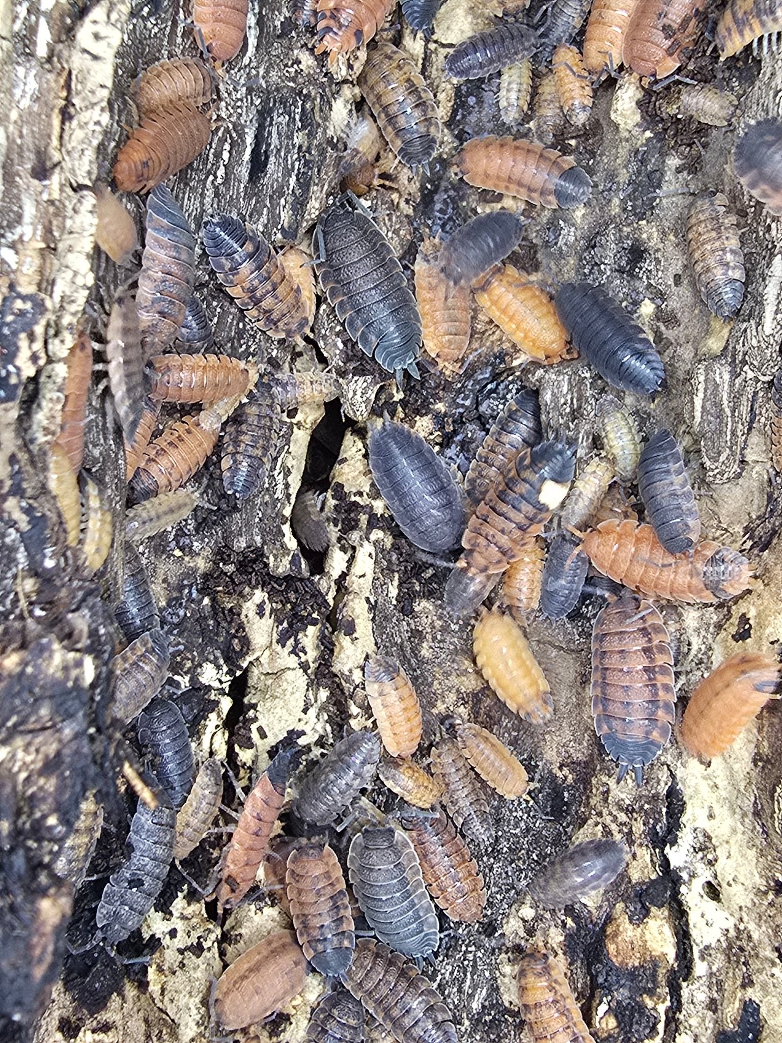 isopods uK