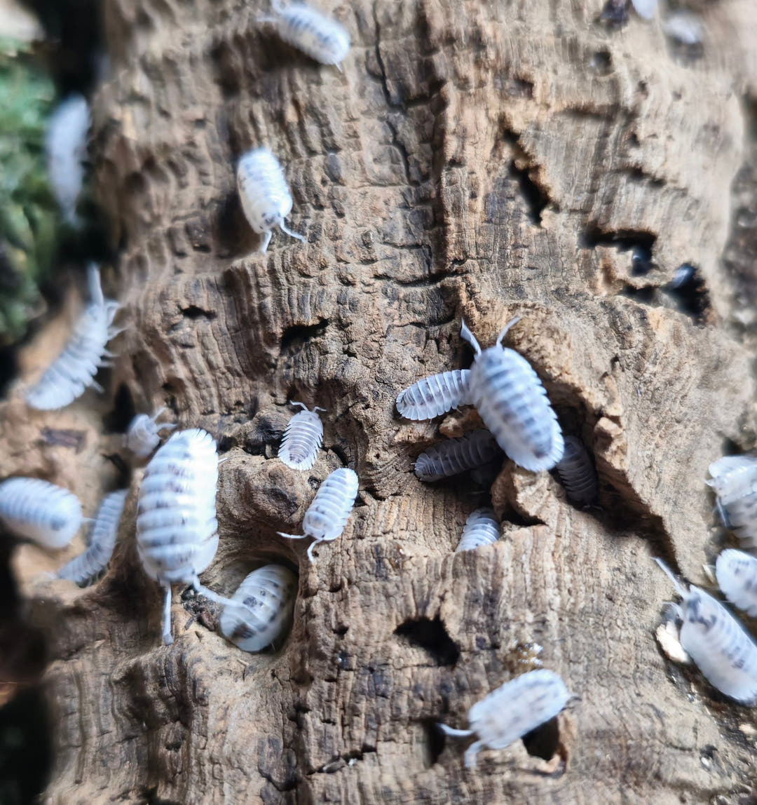 Many small white Shiro Utsuri isopods marked with dark grey, spread over a piece of brown bark.