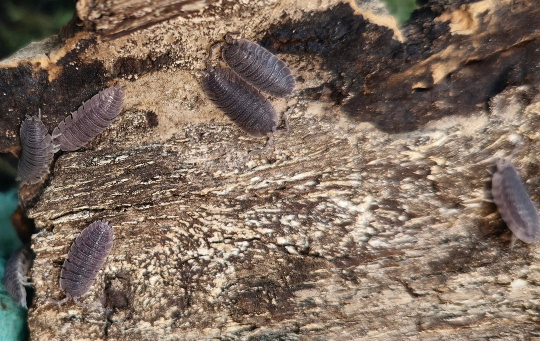 Several small Porcellio echinatus isopods scattered over a pale weathered log, green moss at the left edge.