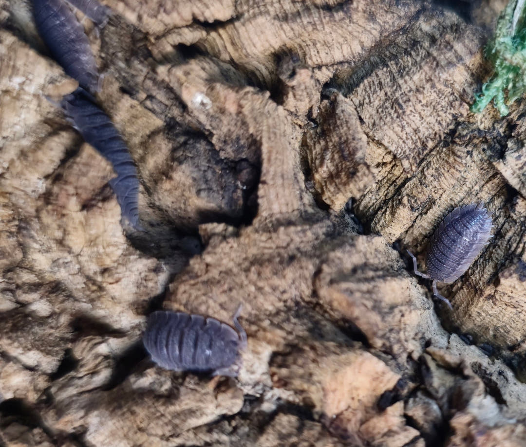 Two small grey Porcellio echinatus isopods on tan cork bark, a long dark millipede at the top left and green moss top right.