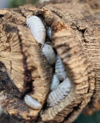 isopods in cork bark for sale