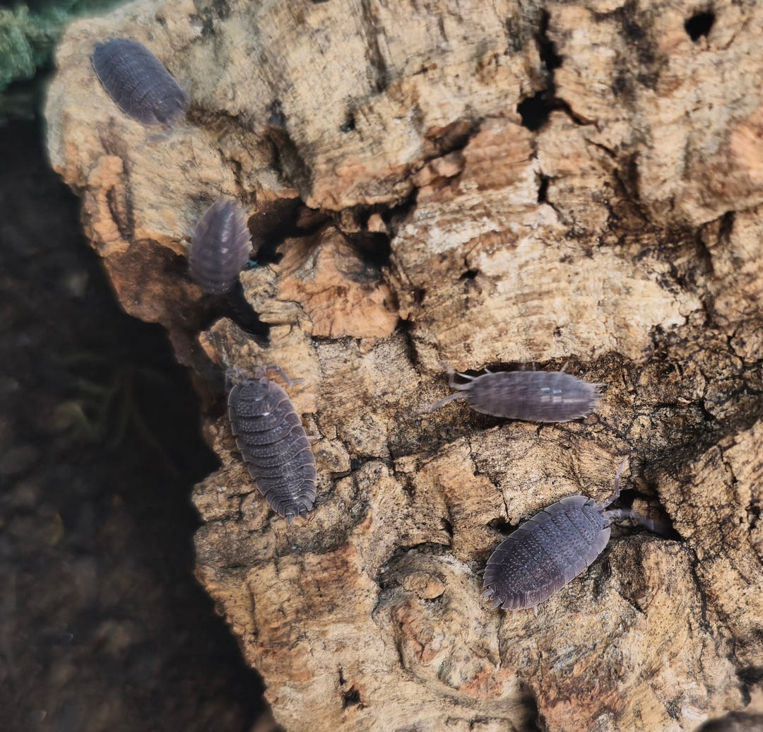 Several Porcellio echinatus isopods spread over a ridged piece of tan cork bark against a dark background.