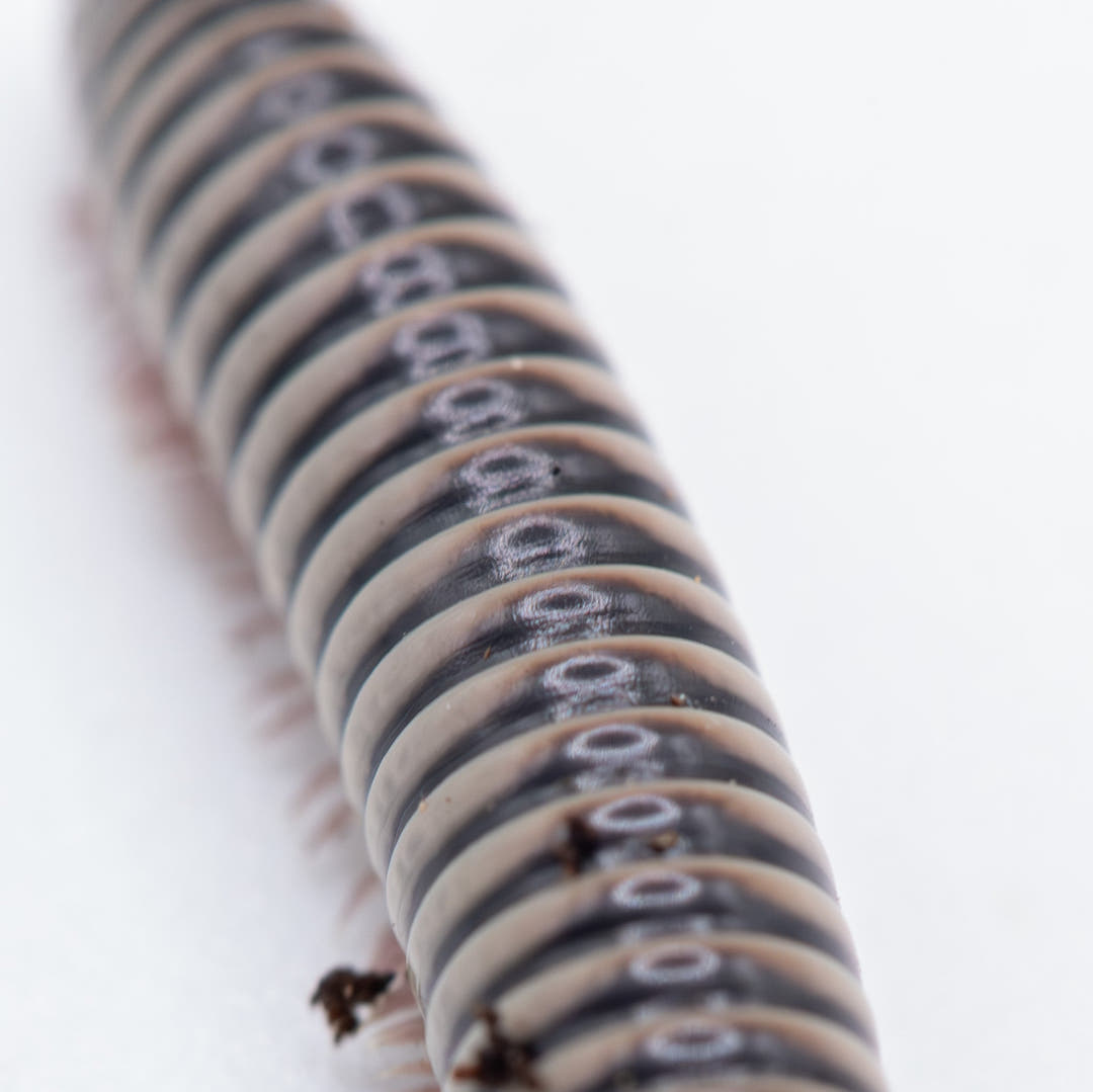 Close view of an Ivory Millipede&