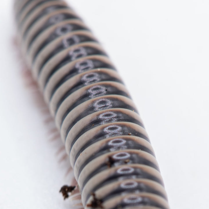 Ivory Millipede (Chicobolus spinigerus)