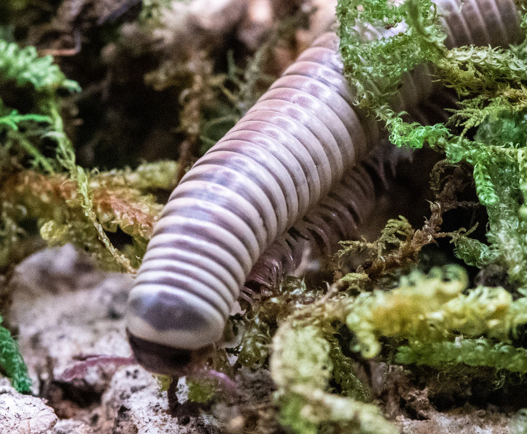 Ivory Millipede, Chicobolus spinigerus, dark banding over a pale ivory base