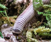 Chicobolus spinigerus