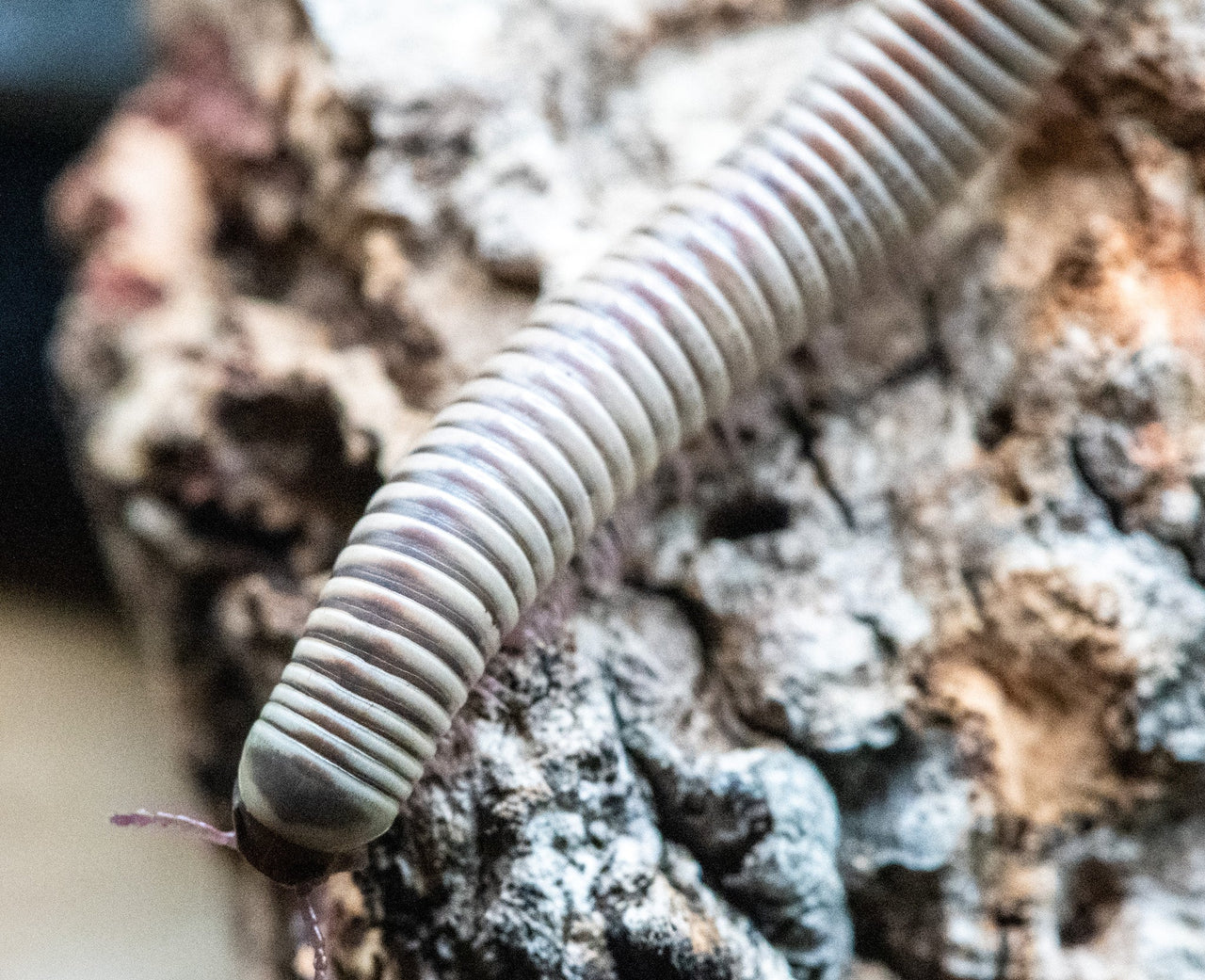 ivory millipede