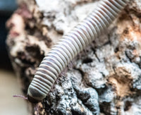 ivory millipede