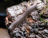 Chicobolus spinigerus