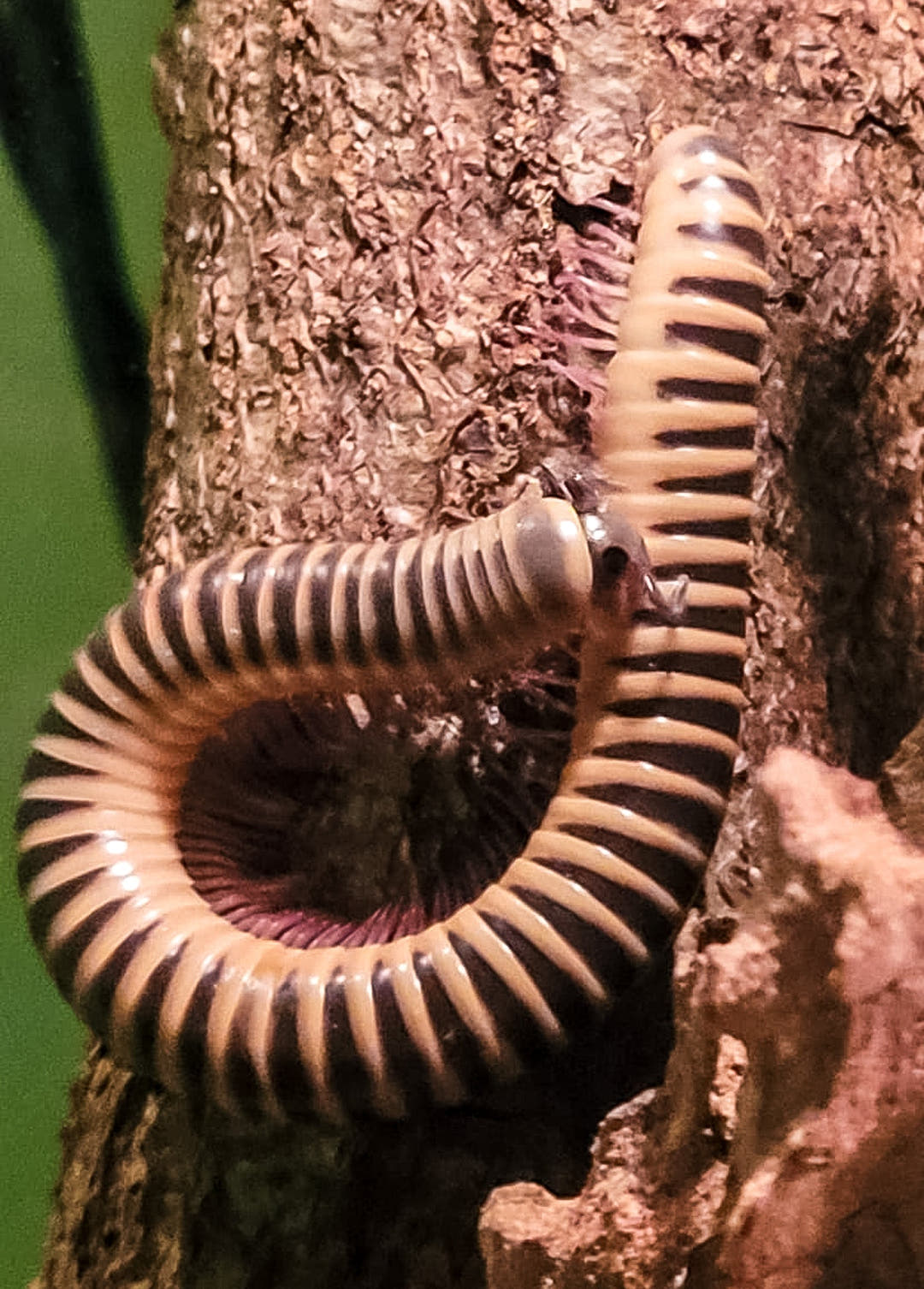 An Ivory Millipede curled on rough bark, its body banded in cream and dark brown, against a green background.