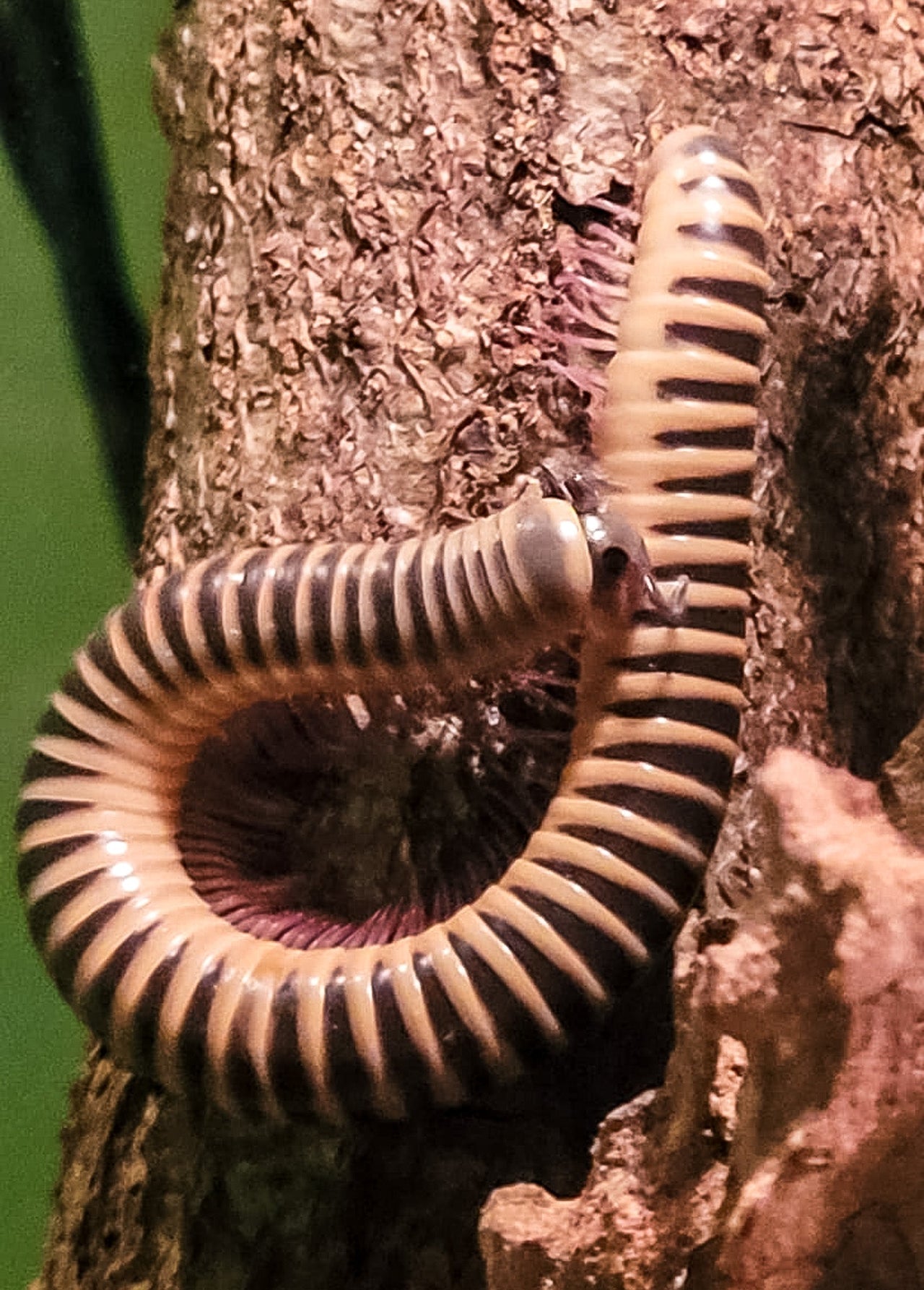 Ivory Millipede (Chicobolus spinigerus)