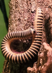 Ivory Millipede (Chicobolus spinigerus)