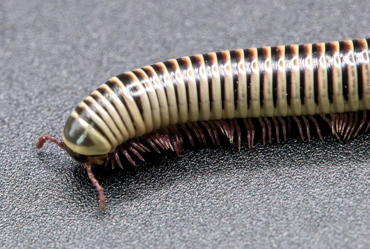 Ivory Millipede (Chicobolus spinigerus)