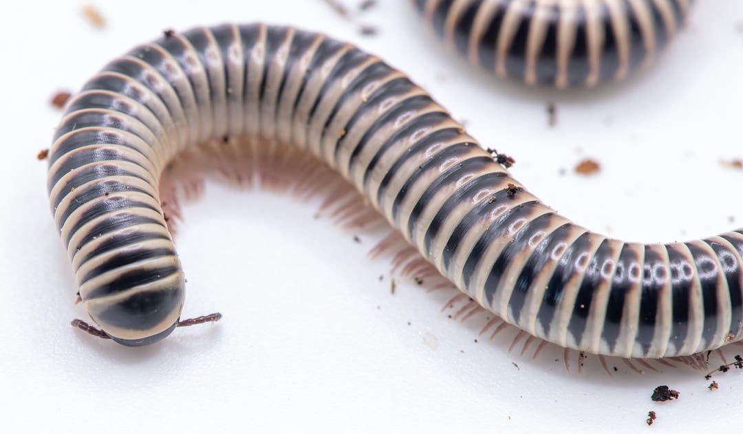 Two Ivory Millipedes on a white surface, the nearer one curved to show its dark head and cream ringed body.