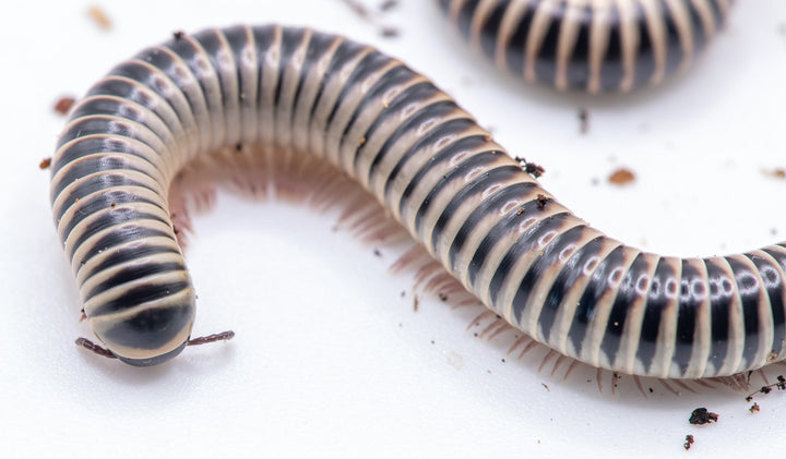 Ivory Millipede (Chicobolus spinigerus)