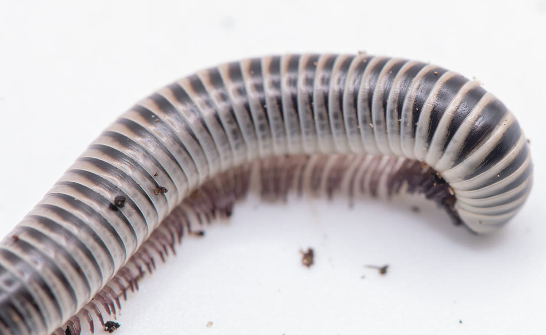 A curved length of Ivory Millipede on white, banded pale cream and grey, with specks of dark substrate around it.