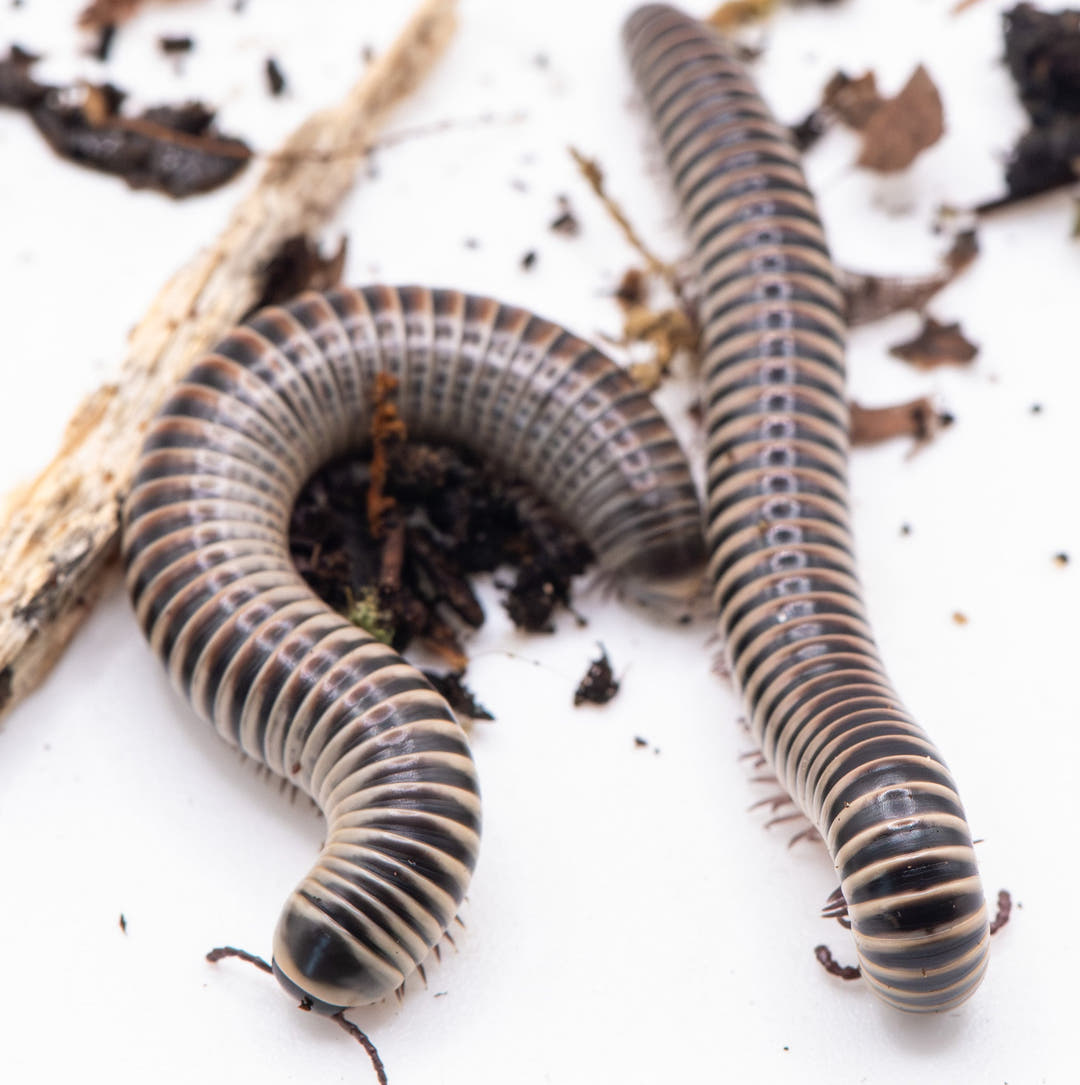 Two Ivory Millipedes on a white surface with scraps of dried leaf and a pale piece of wood.