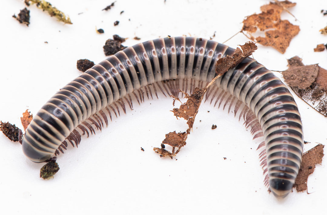 ivory millipede
