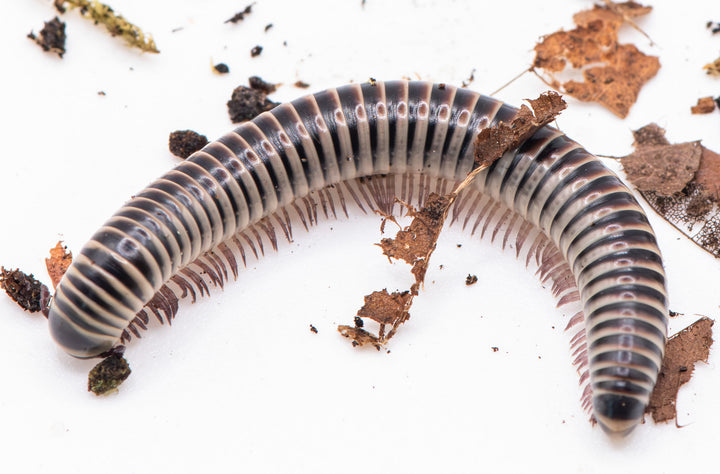 ivory millipede