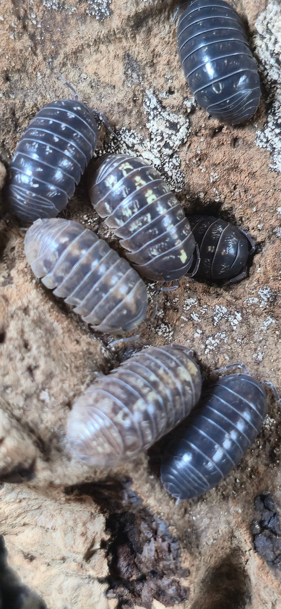 Jelly Bean Isopods (A.Vulgare st.lucia)