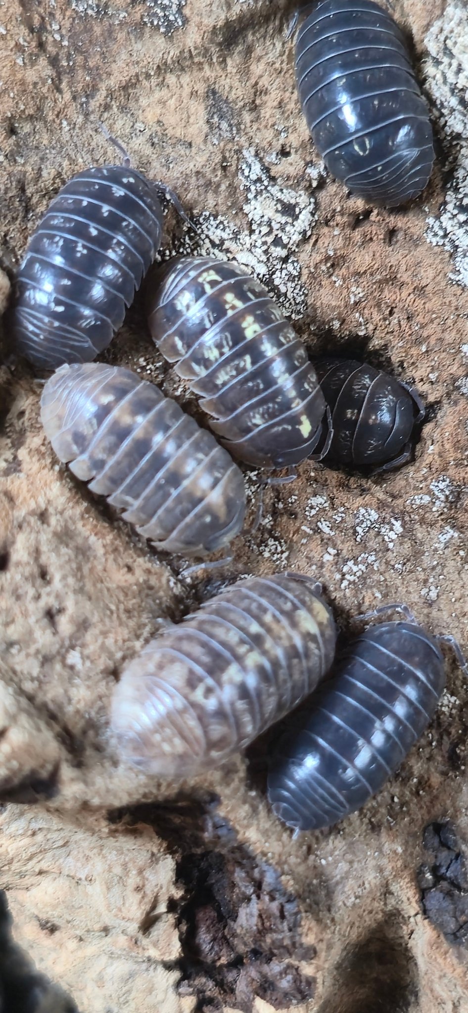 Jelly Bean Isopods (A.Vulgare st.lucia) - Isopods For Sale UK I PostPods