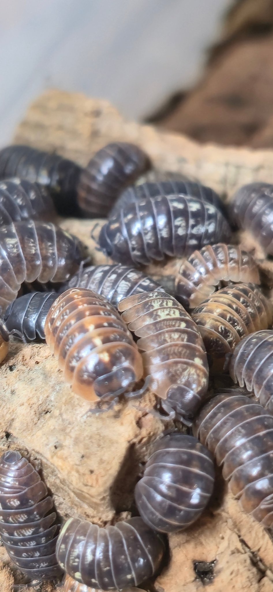 Jelly Bean Isopods (A.Vulgare st.lucia) - Isopods For Sale UK I PostPods
