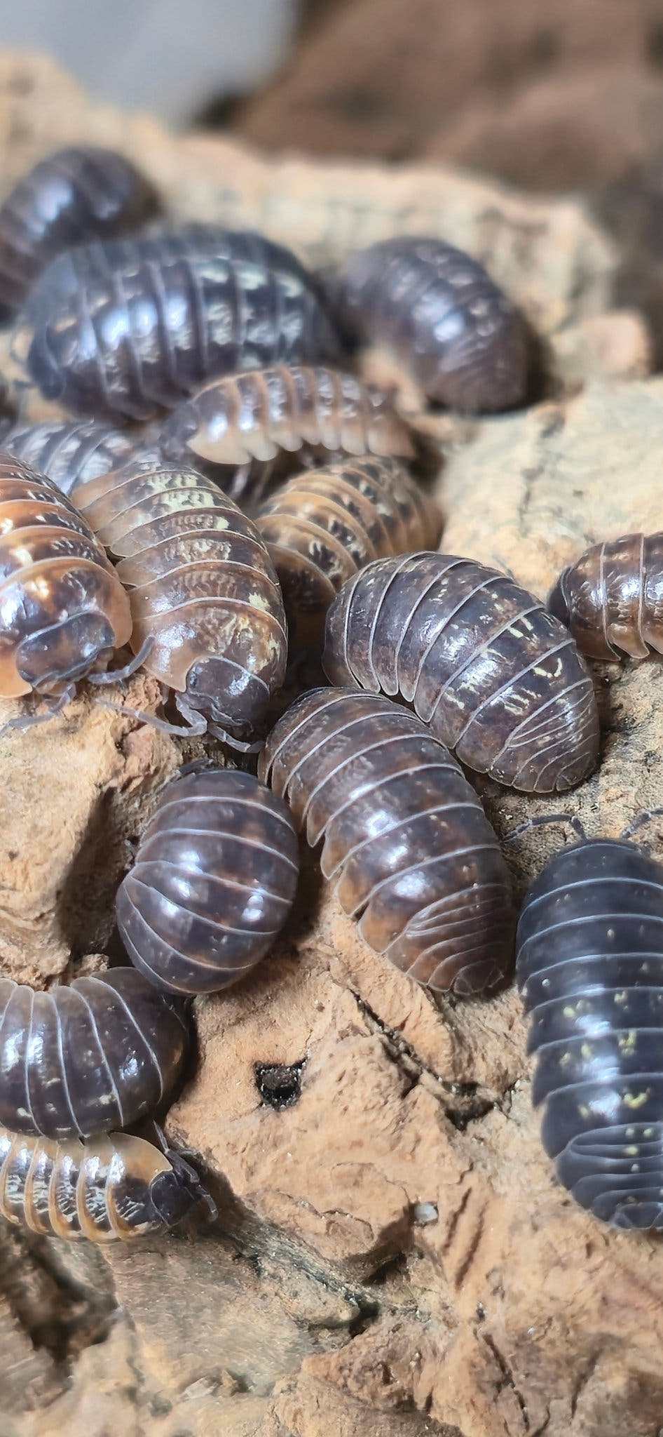 Jelly Bean Isopods (A.Vulgare st.lucia)