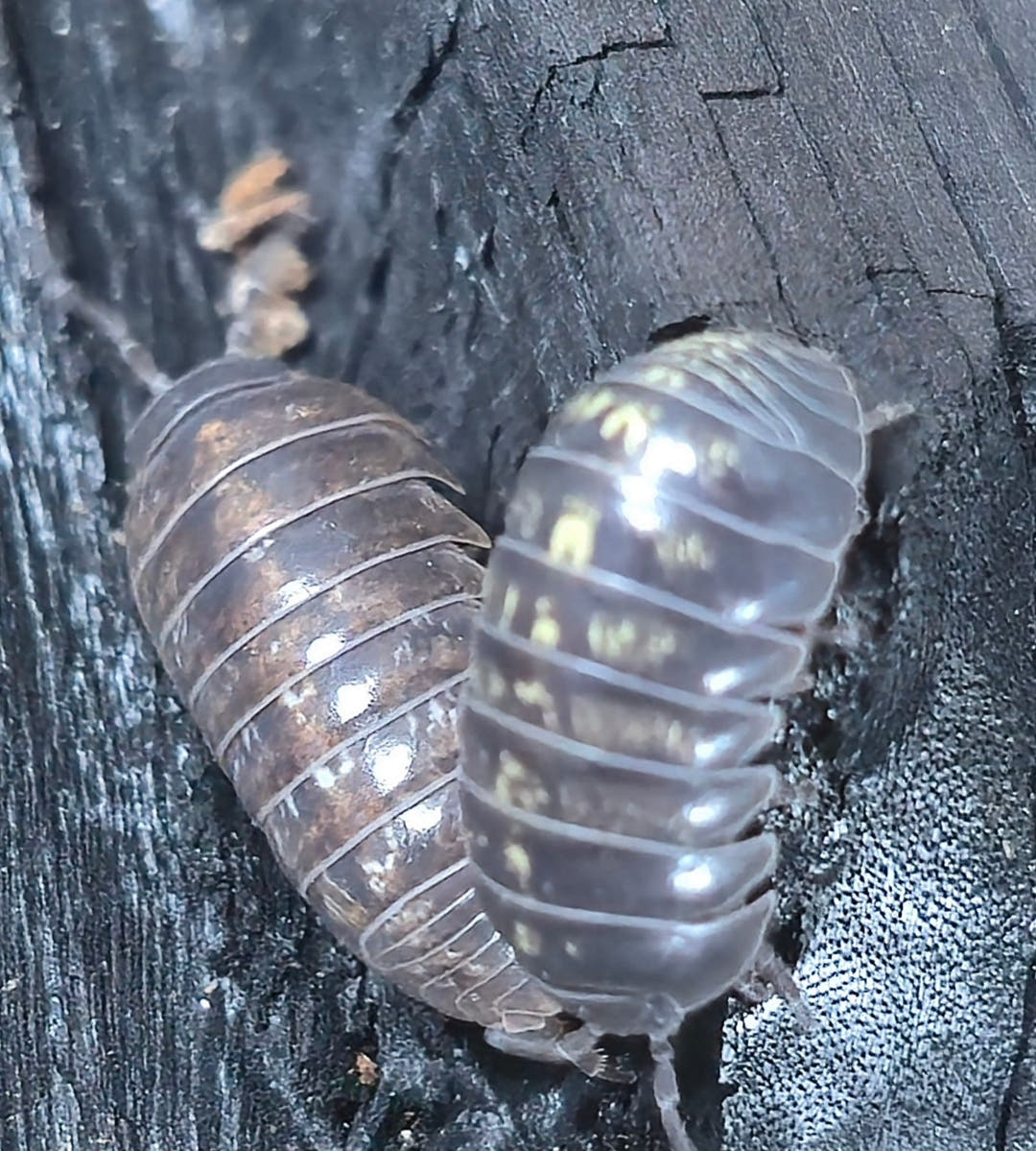 Jelly Bean Isopods (A.Vulgare st.lucia)