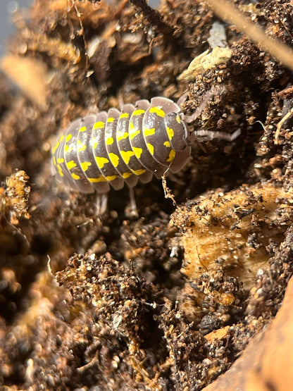 Jumbo gestroi isopods