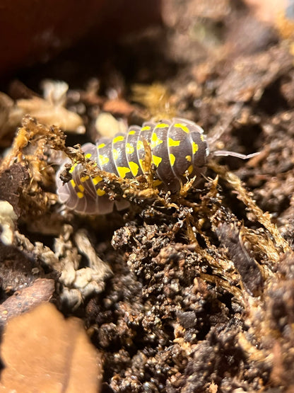 Jumbo gestroi isopods