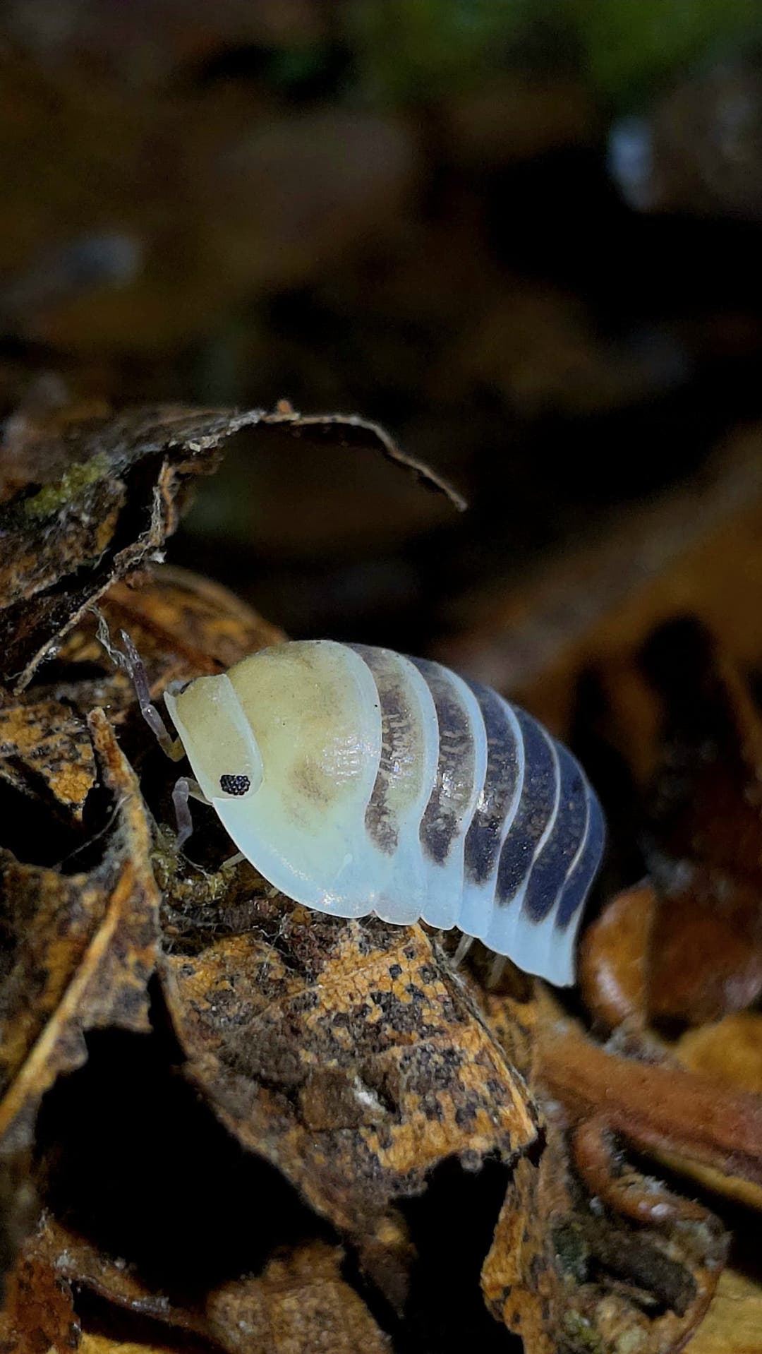 A Jupiter isopod with a cream head end and dark blue-grey bands behind, on dry brown leaf litter.