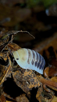 Jupiter Isopods (Cubaris sp.)