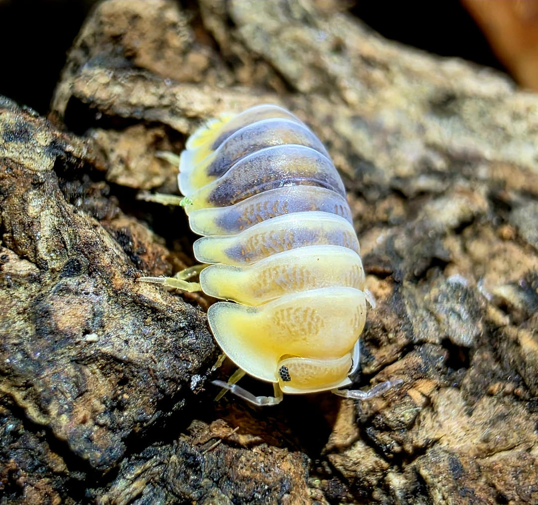 A single Jupiter isopod on knobbly brown bark, its segments shading from cream-yellow to grey-purple.