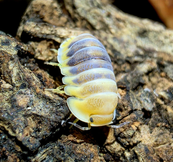 Jupiter Isopods (Cubaris sp.)
