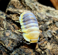 Jupiter Isopods (Cubaris sp.)