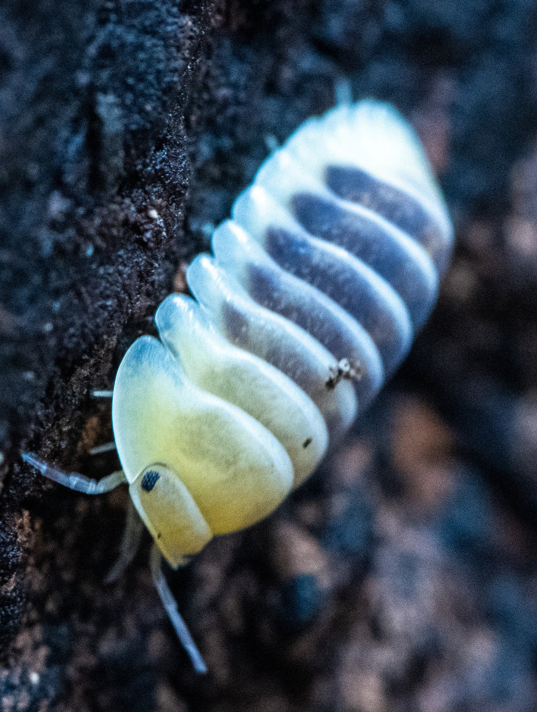 Close view of a Jupiter isopod, cream with a broad grey-blue band down the centre of its back.