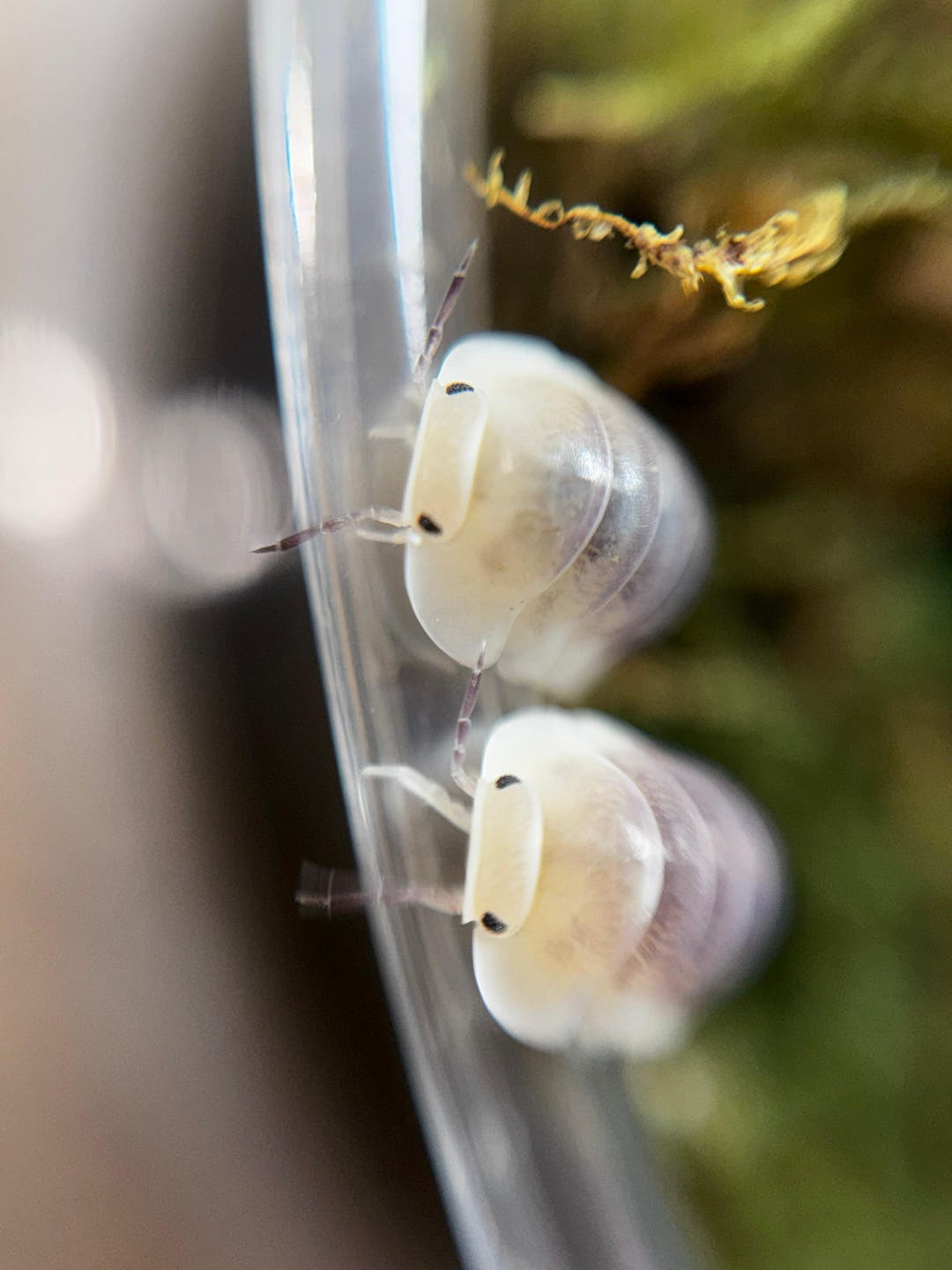 Two Jupiter isopods on the clear plastic wall of a tub, cream at the head end with pale grey behind.