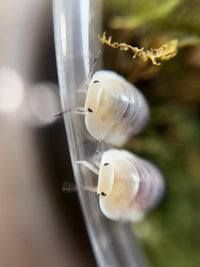 Jupiter Isopods (Cubaris sp.)