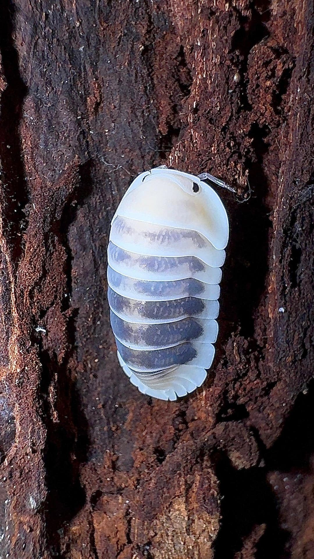A Jupiter isopod with creamy white segment edges and grey-blue blotches, on dark red-brown bark.